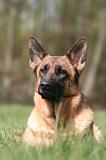 BERGER ALLEMAND 1279